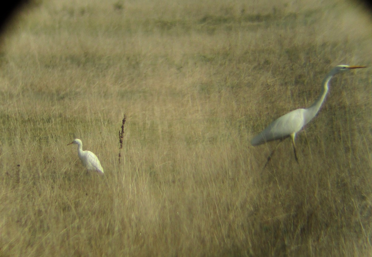 Western Cattle-Egret - ML644311589
