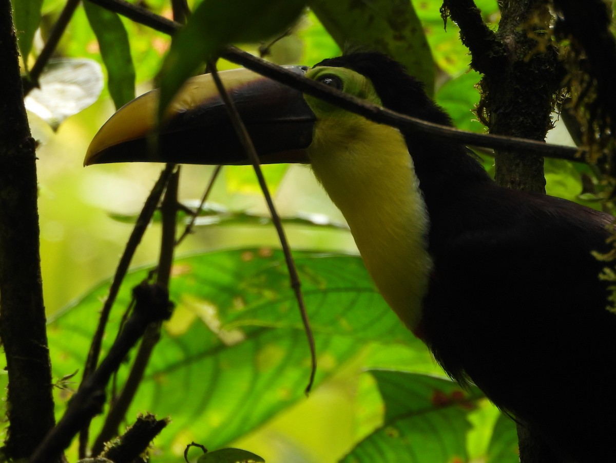 Тукан жовтошиїй - ML644311591