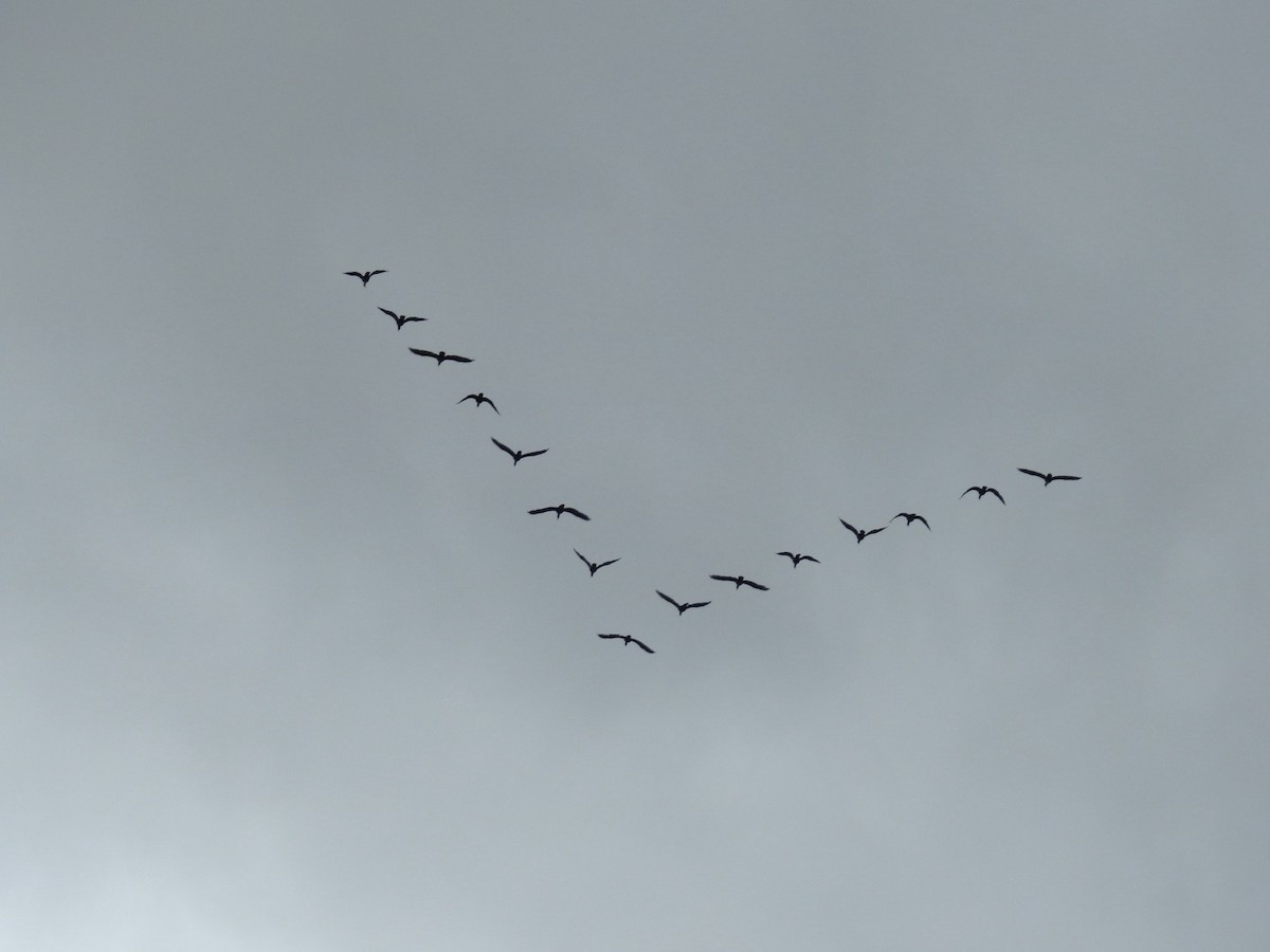 Double-crested Cormorant - ML644311595