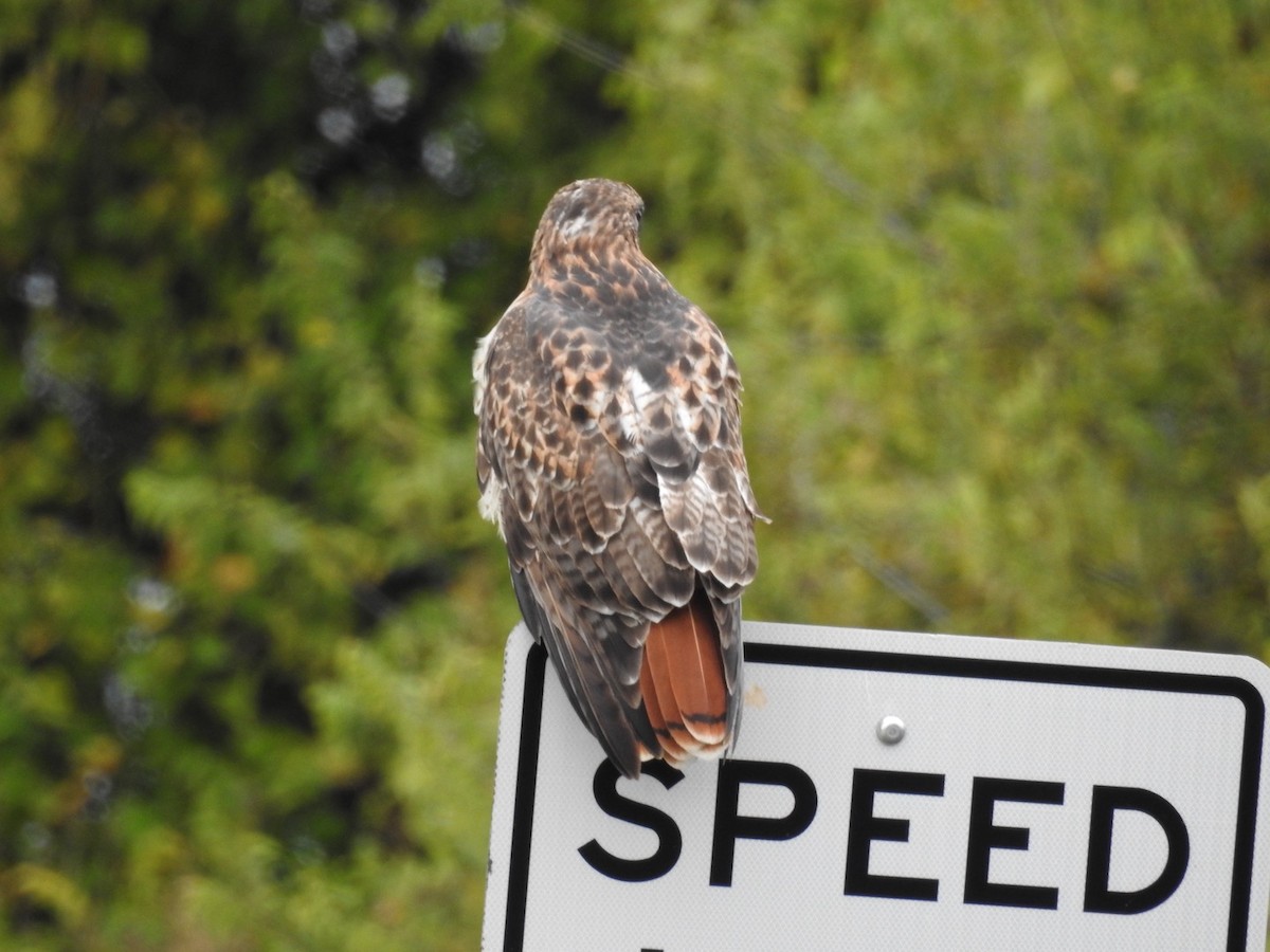 Red-tailed Hawk - ML644311598