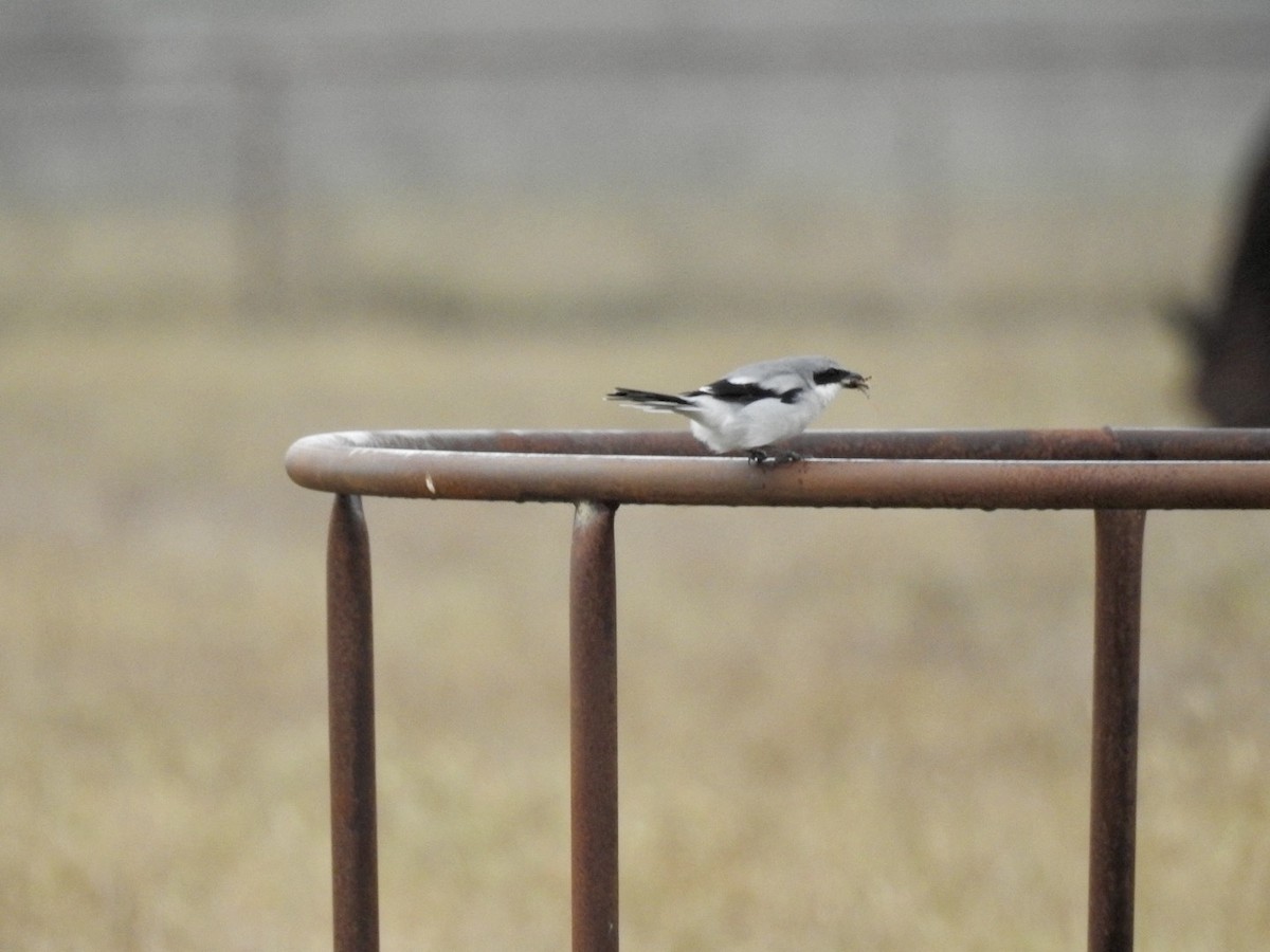Loggerhead Shrike - ML644311601
