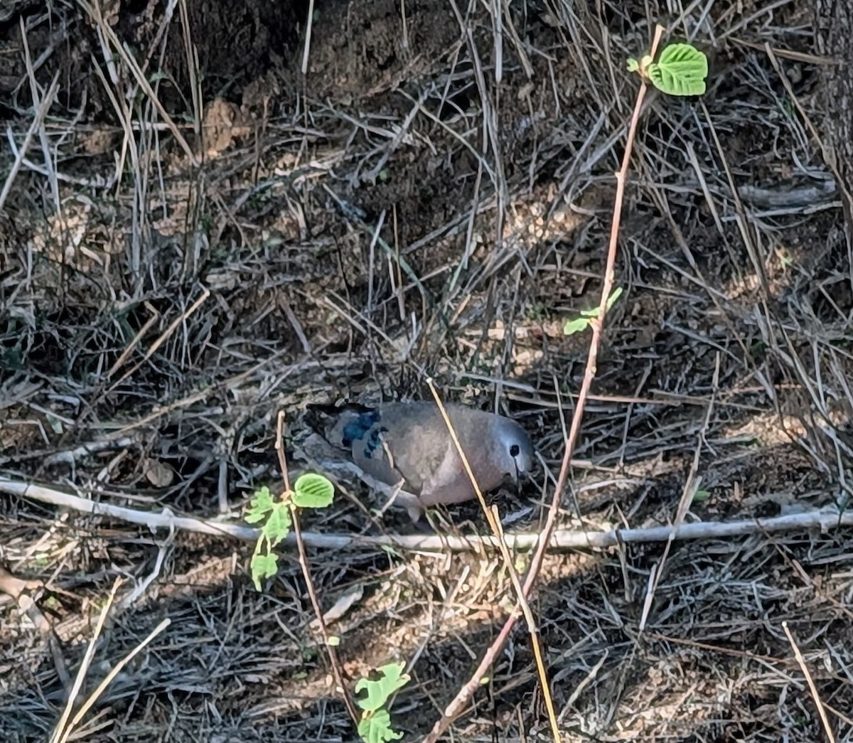 Yeşil Aynalı Kumru - ML644311603