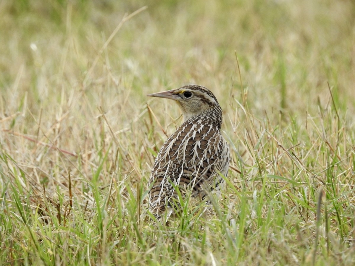 prærielerketrupial - ML644311608