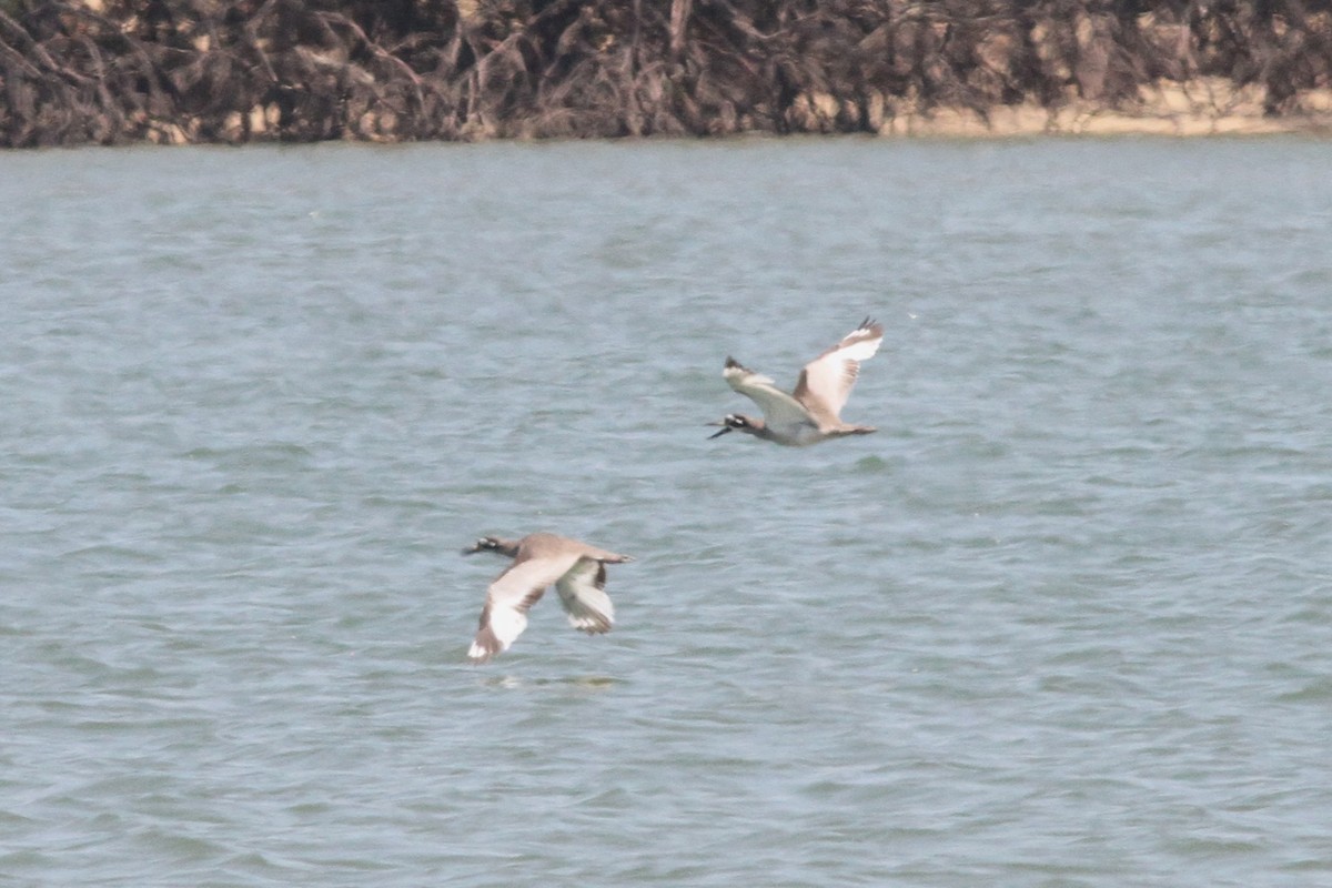 Beach Thick-knee - ML644311623