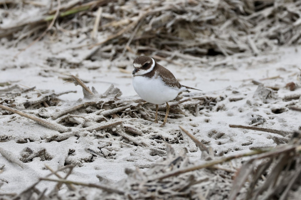 ミズカキチドリ - ML644311630