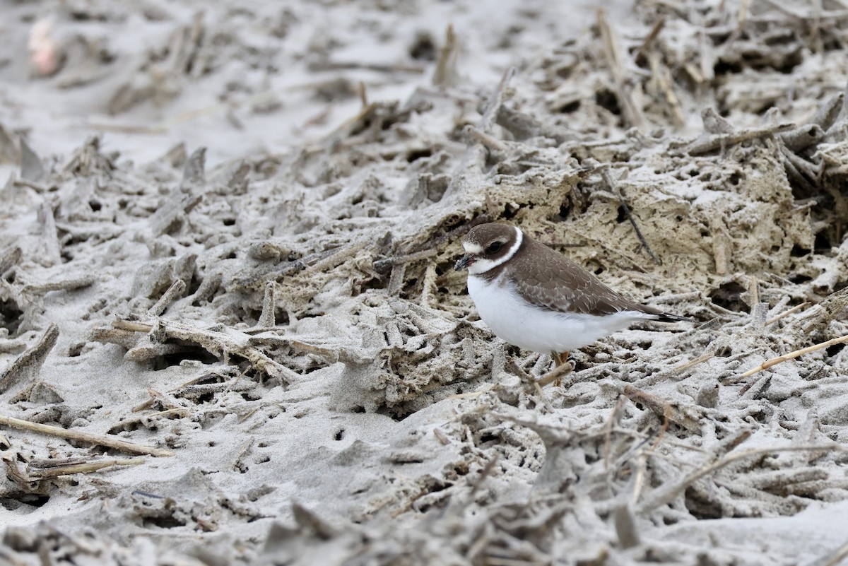 ミズカキチドリ - ML644311631