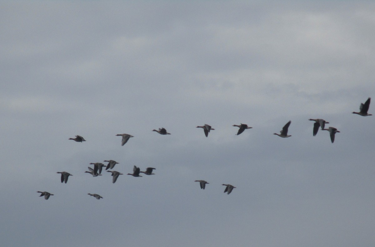 Greater White-fronted Goose - ML644311651