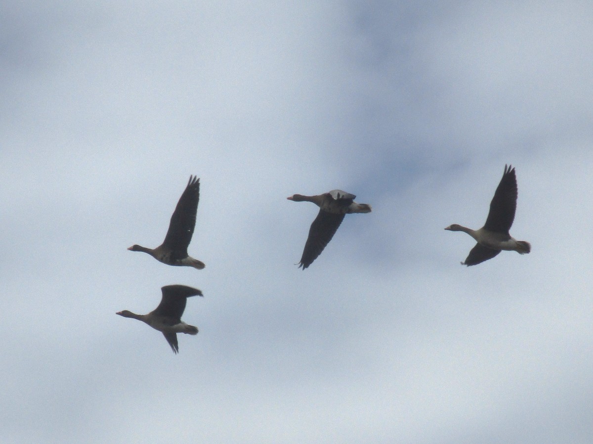 Greater White-fronted Goose - ML644311652