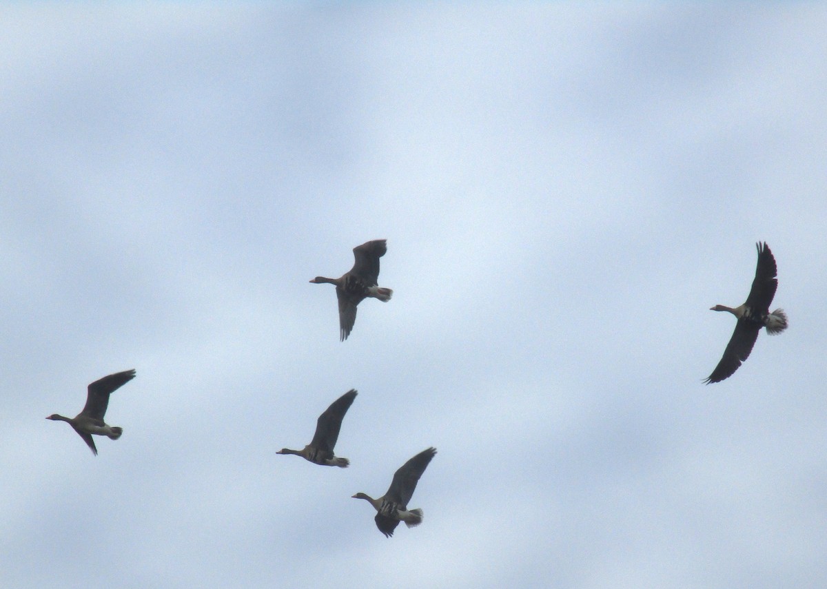 Greater White-fronted Goose - ML644311653