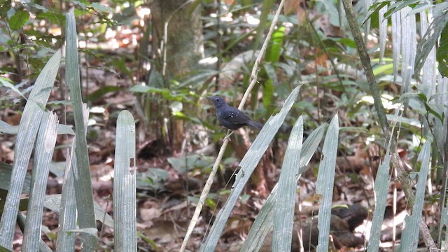 Spot-winged Antbird - ML644311660