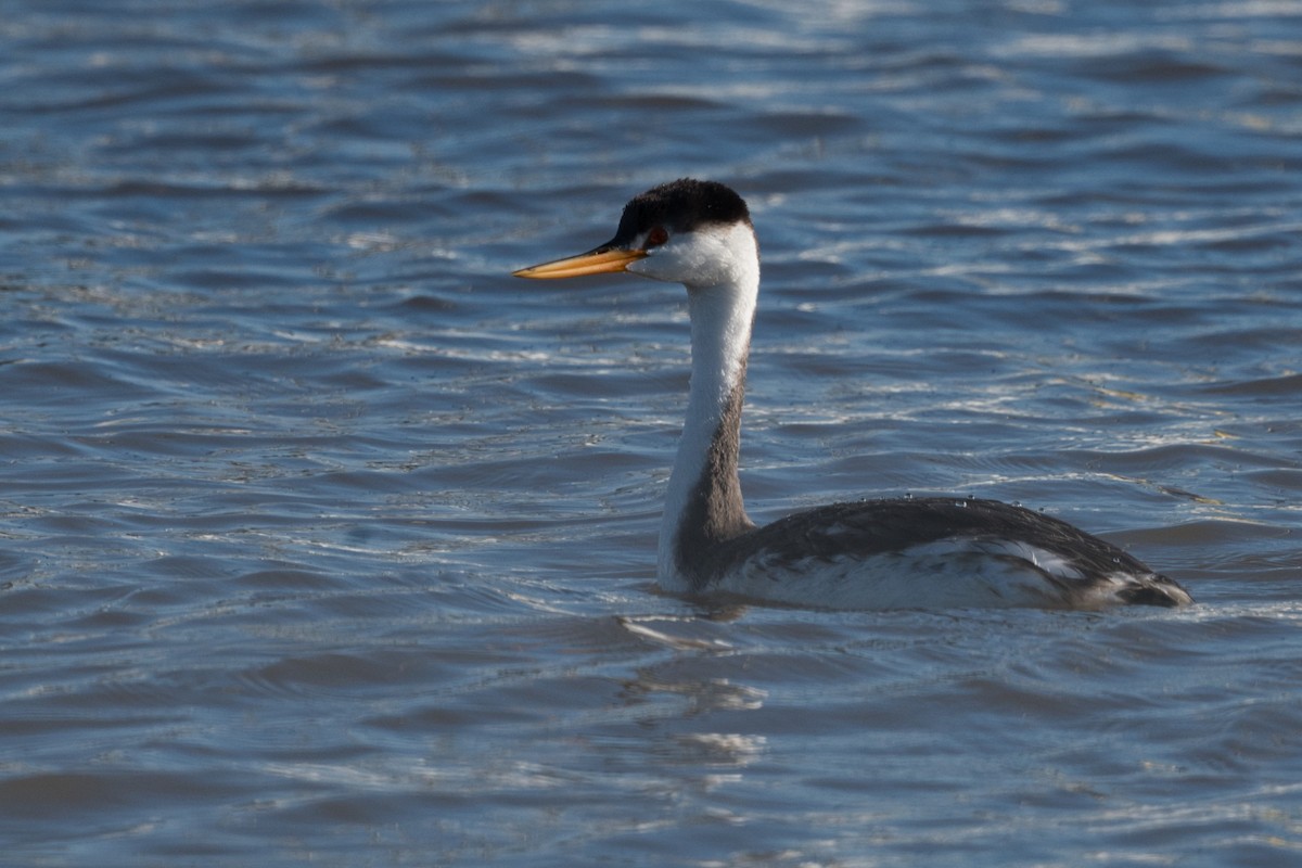 Grèbe à face blanche - ML644311673