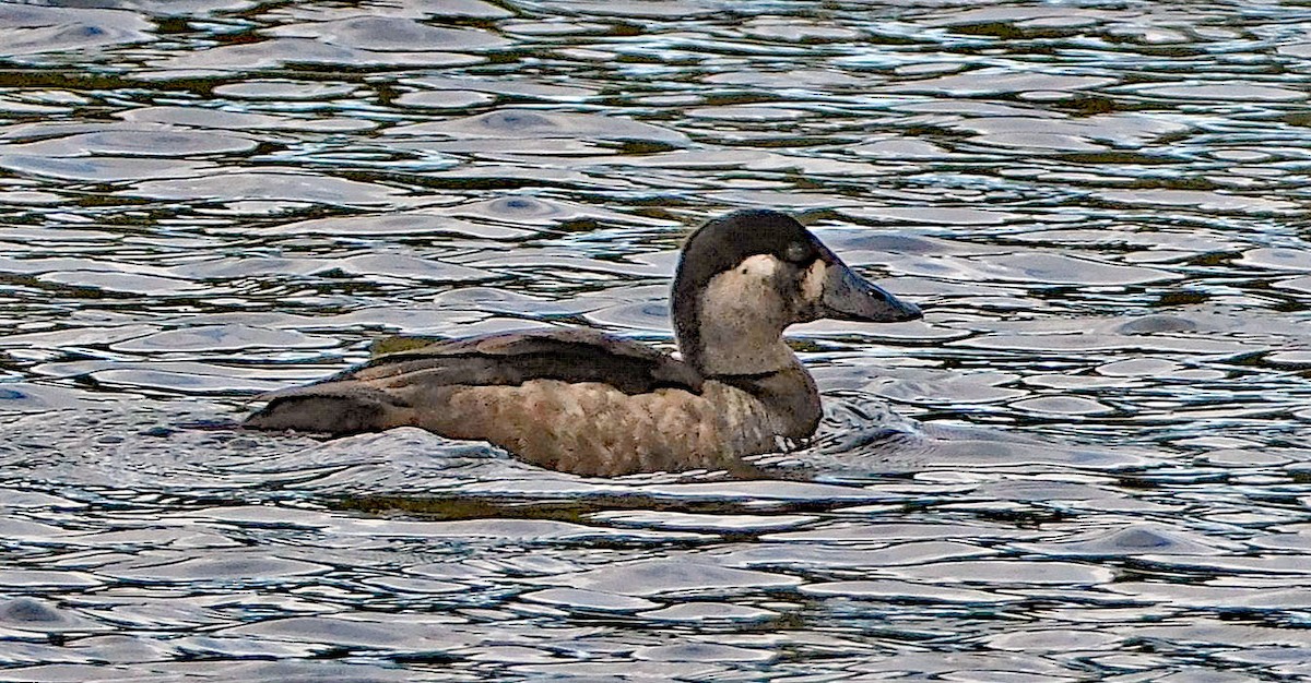 Surf Scoter - ML644311680