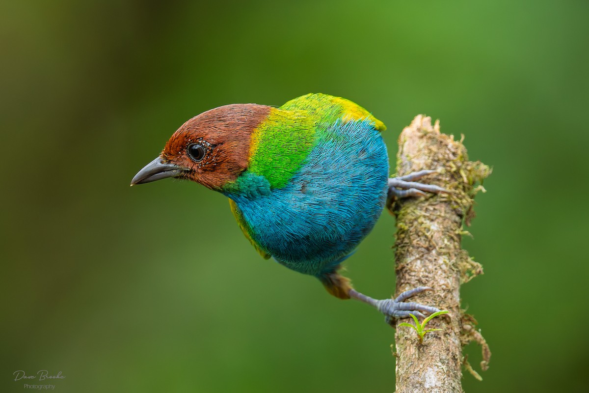 Bay-headed Tanager - ML644311682