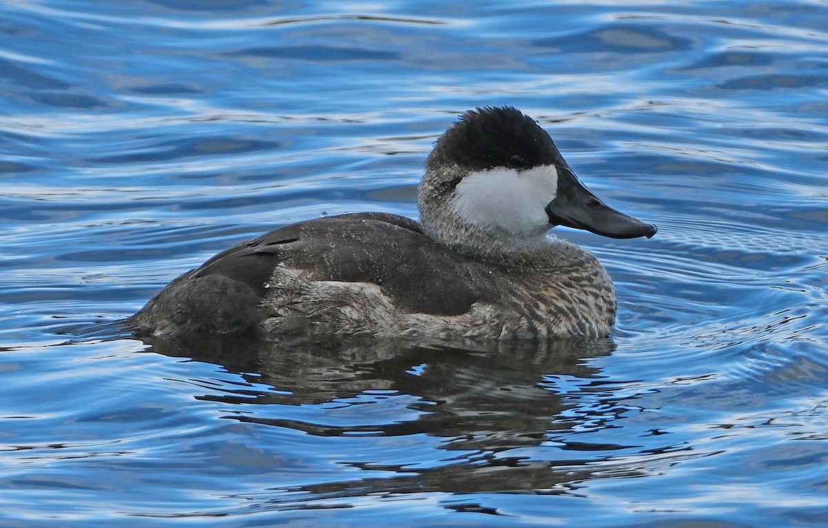 Gobbo della Giamaica - ML644311683