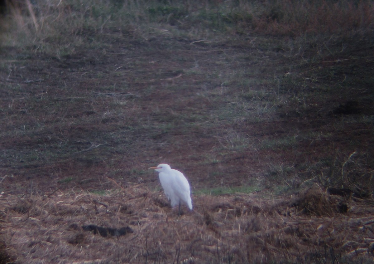 Western Cattle-Egret - ML644311684