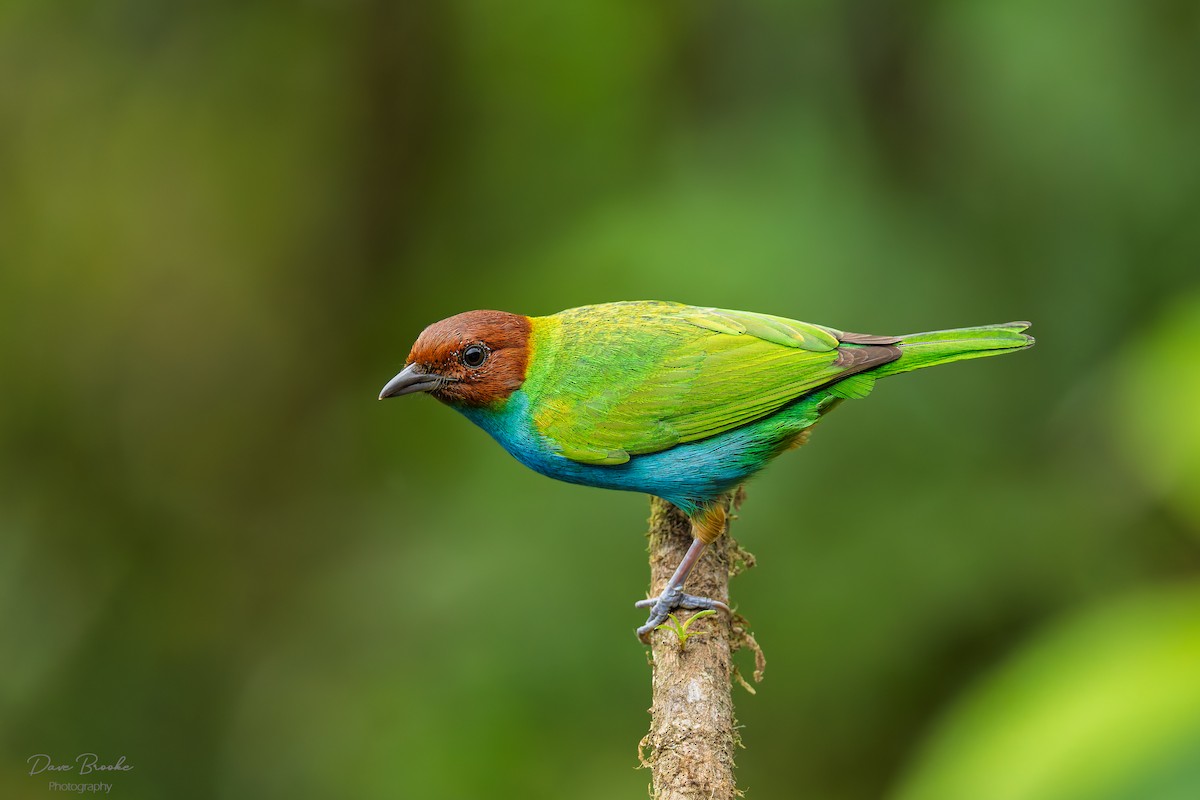Bay-headed Tanager - ML644311685
