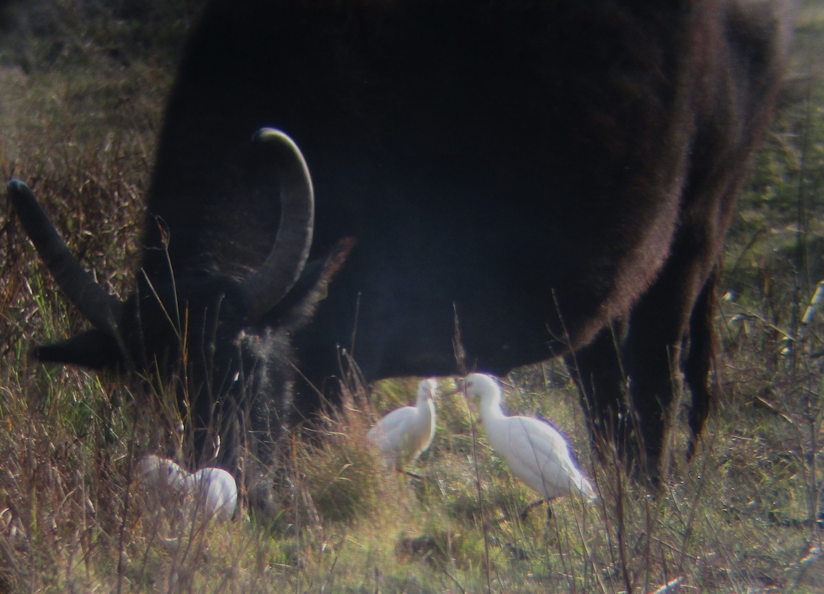 Western Cattle-Egret - ML644311687