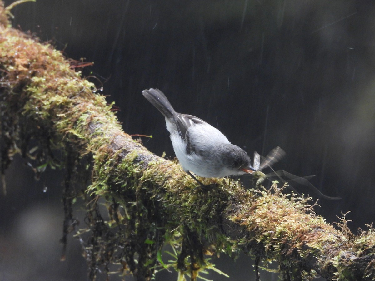Torrent Tyrannulet - ML644311688