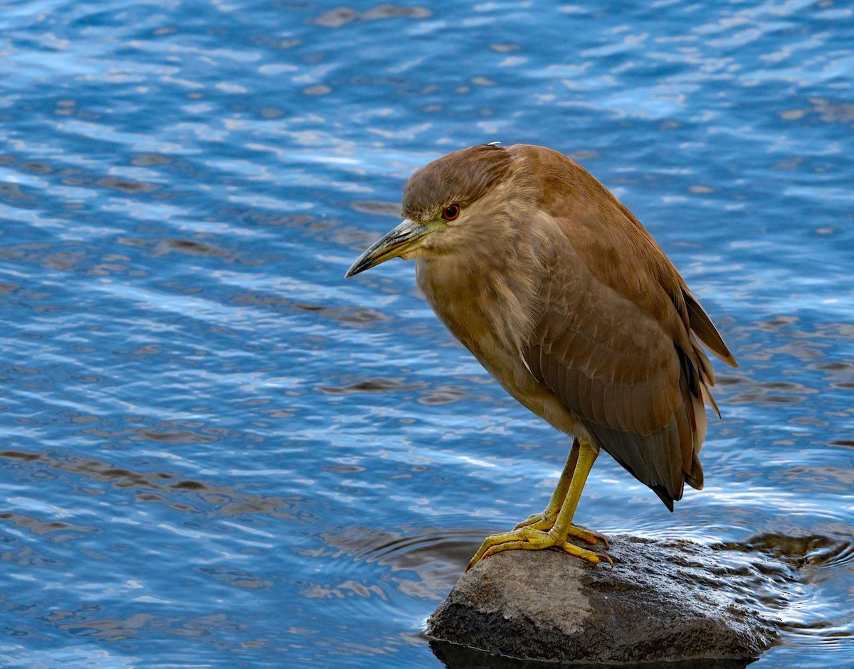 Nitticora - ML644311689