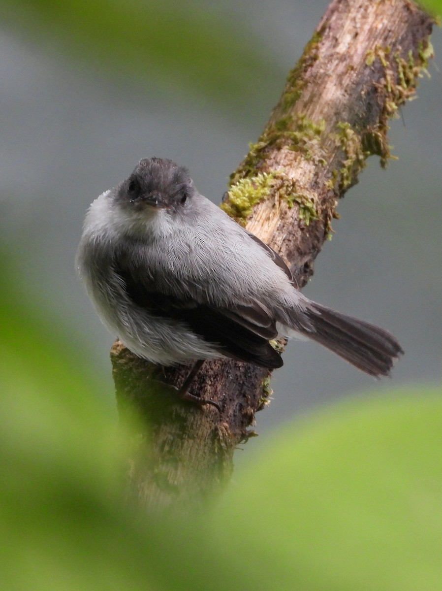 Torrent Tyrannulet - ML644311692