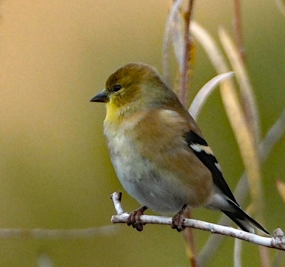 American Goldfinch - ML644311693