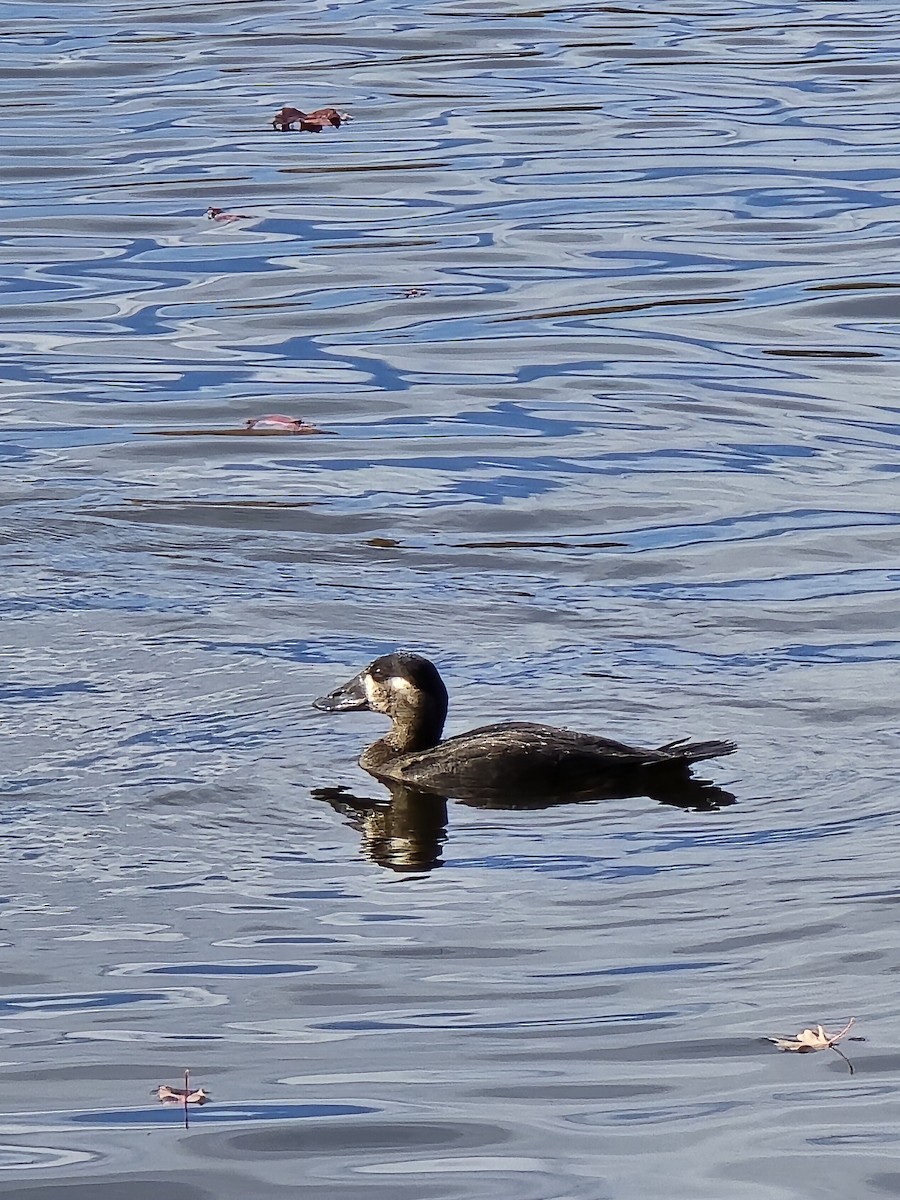 Surf Scoter - ML644311694