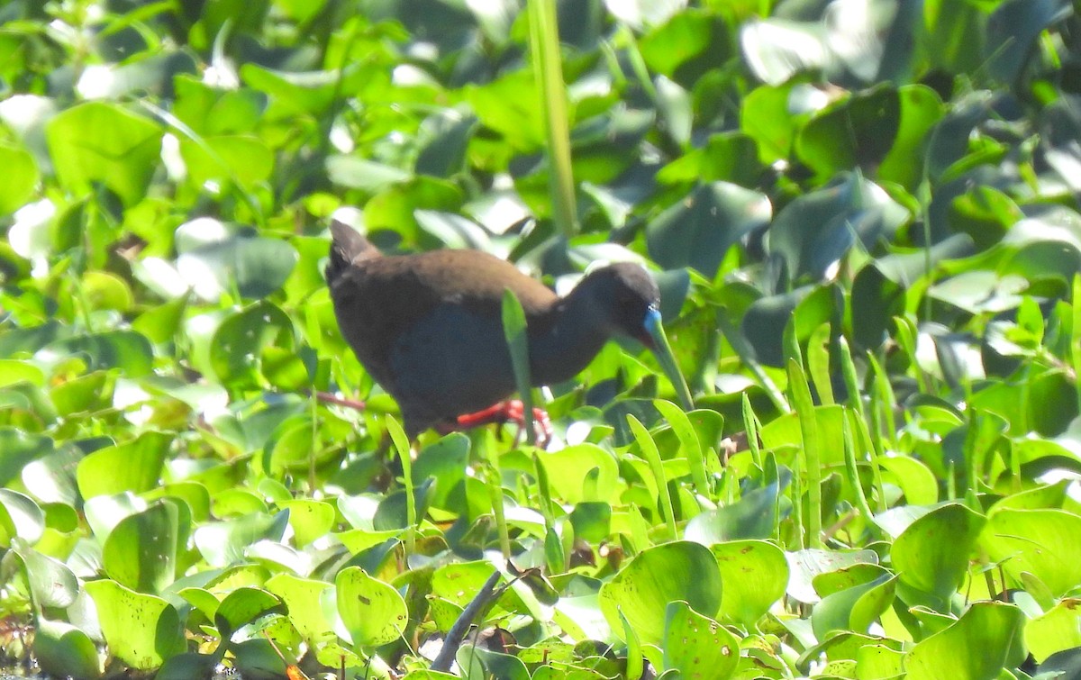 Grauralle - ML644311696