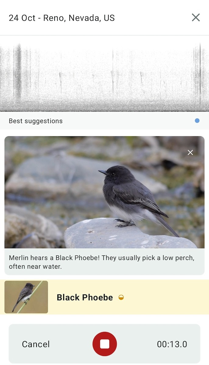 Black Phoebe - ML644311703