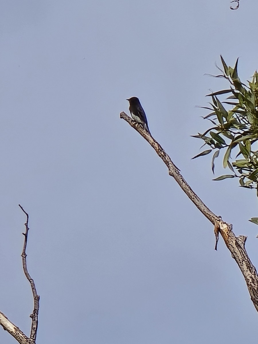 Black Phoebe - ML644311704