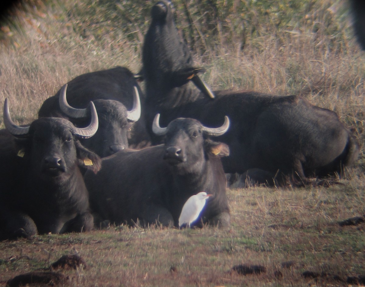 Western Cattle-Egret - ML644311705