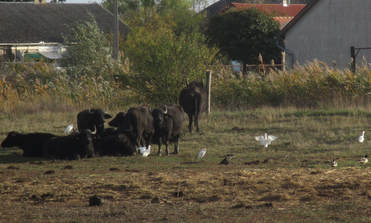 Western Cattle-Egret - ML644311707