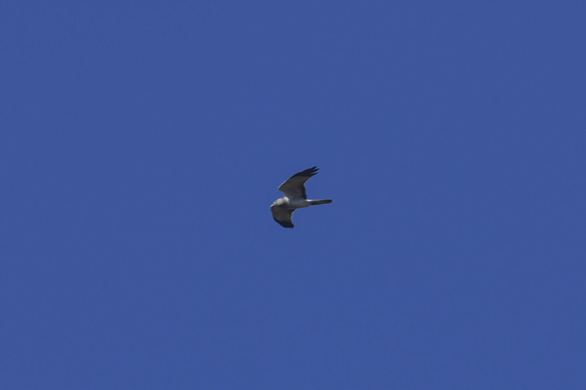 アメリカハイイロチュウヒ - ML644311712