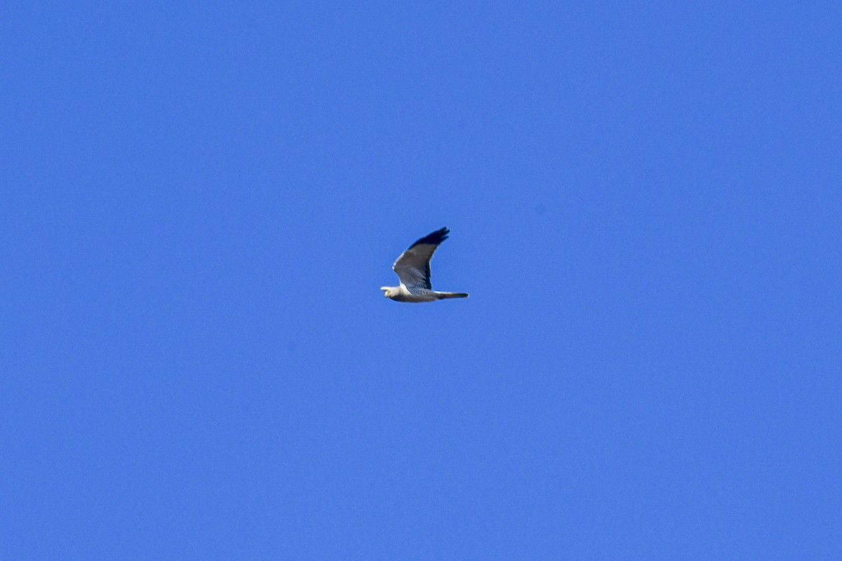 アメリカハイイロチュウヒ - ML644311713