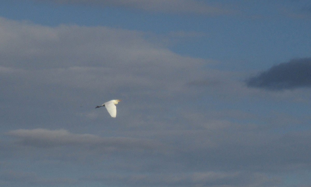 Western Cattle-Egret - ML644311723