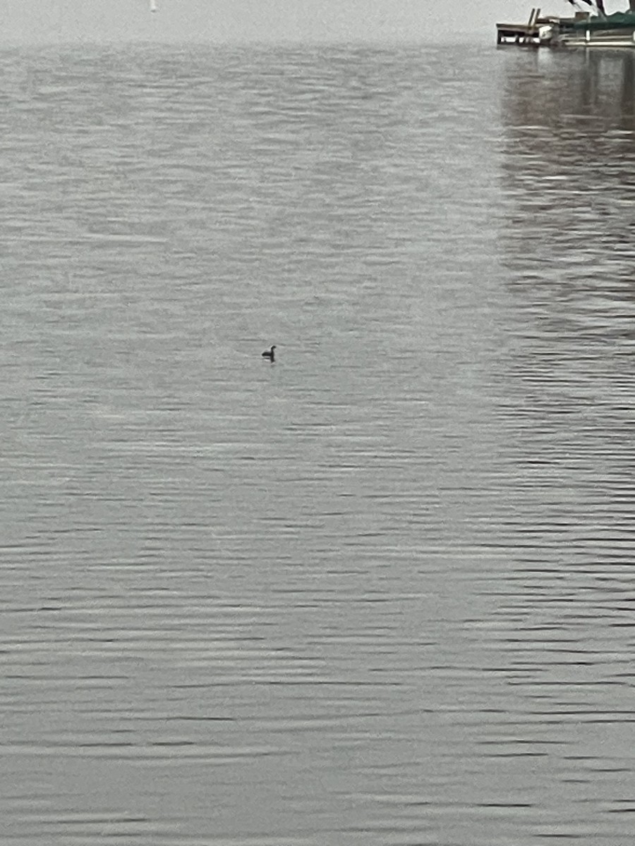 Pied-billed Grebe - ML644311728