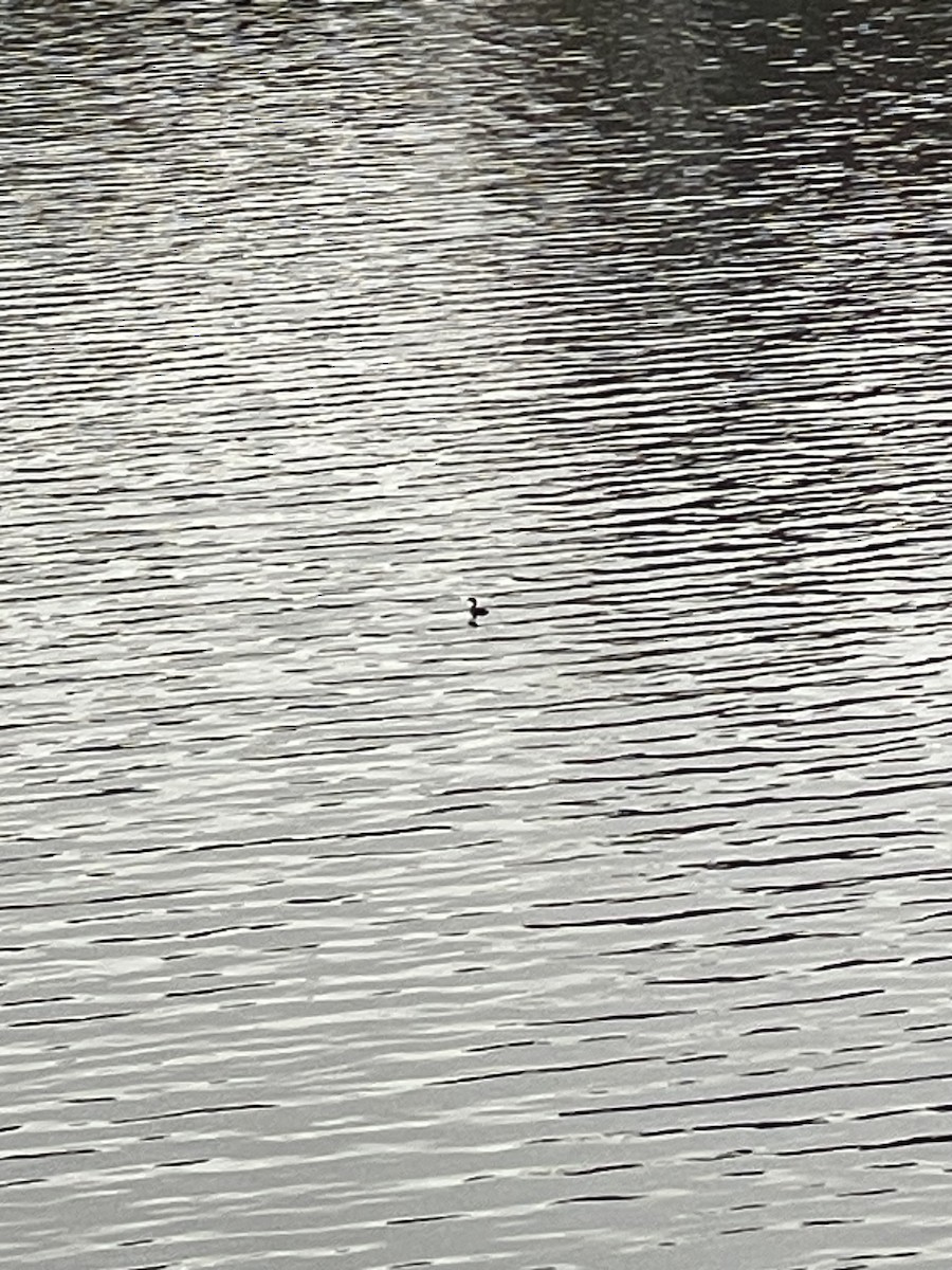 Pied-billed Grebe - ML644311729