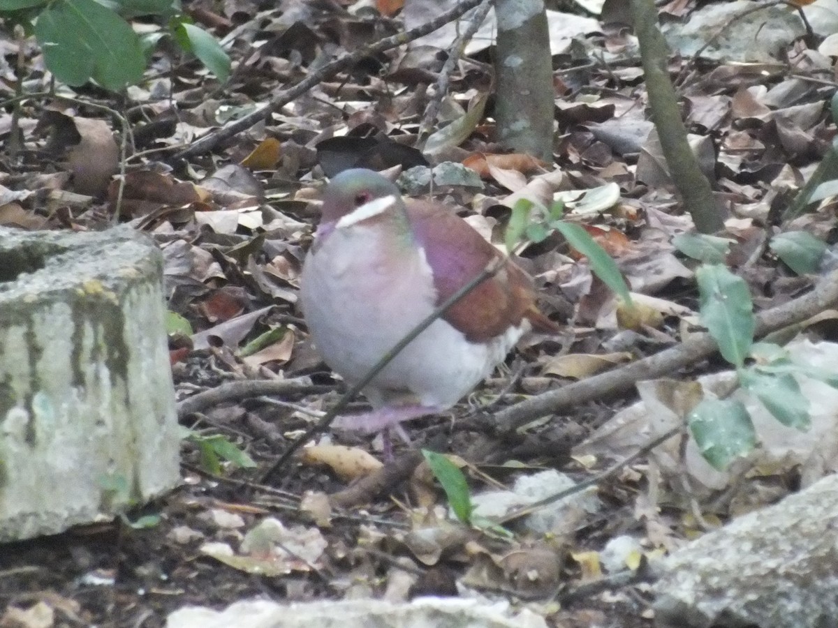Key West Quail-Dove - ML644311735