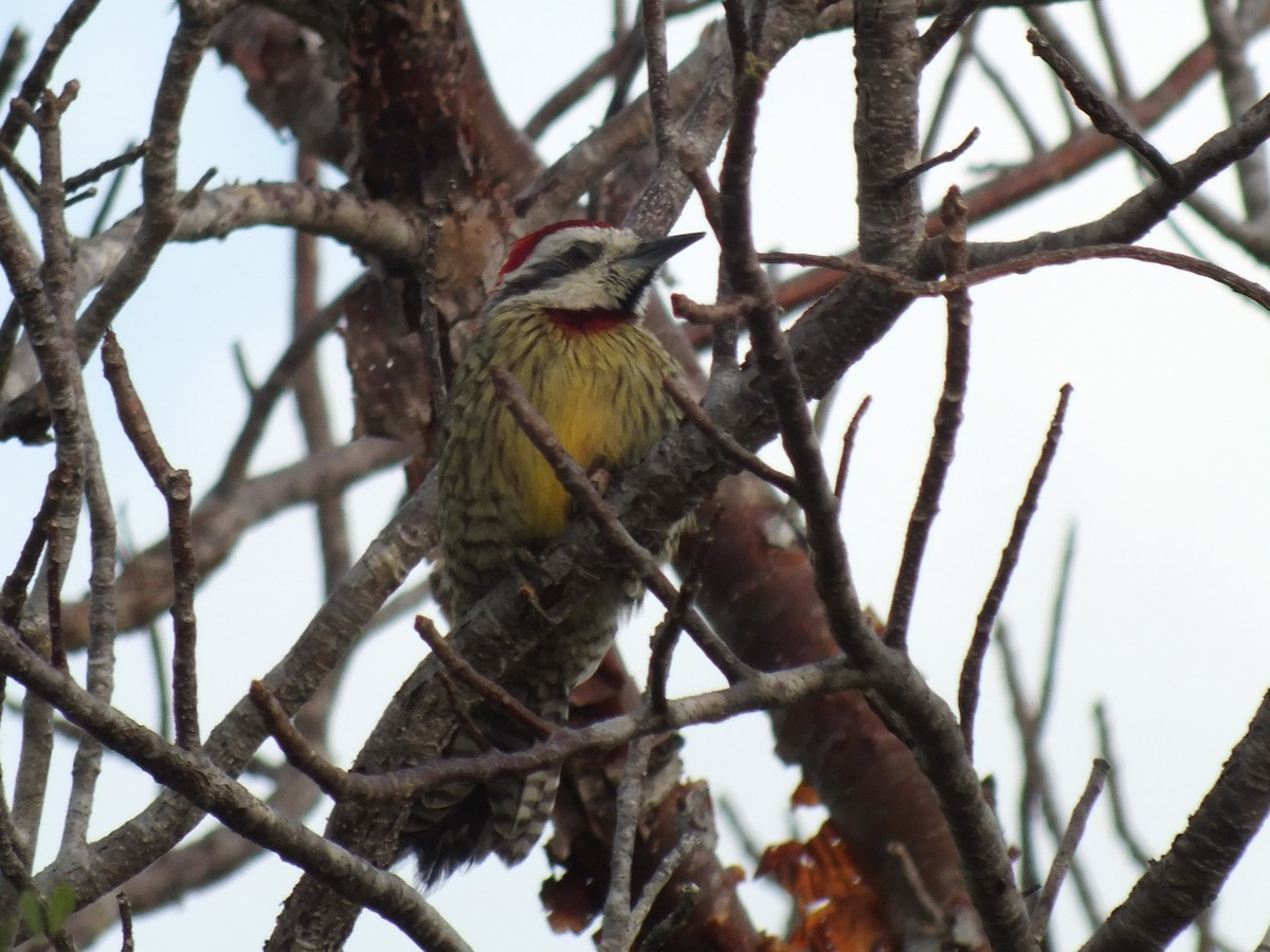 Cuban Green Woodpecker - ML644311742