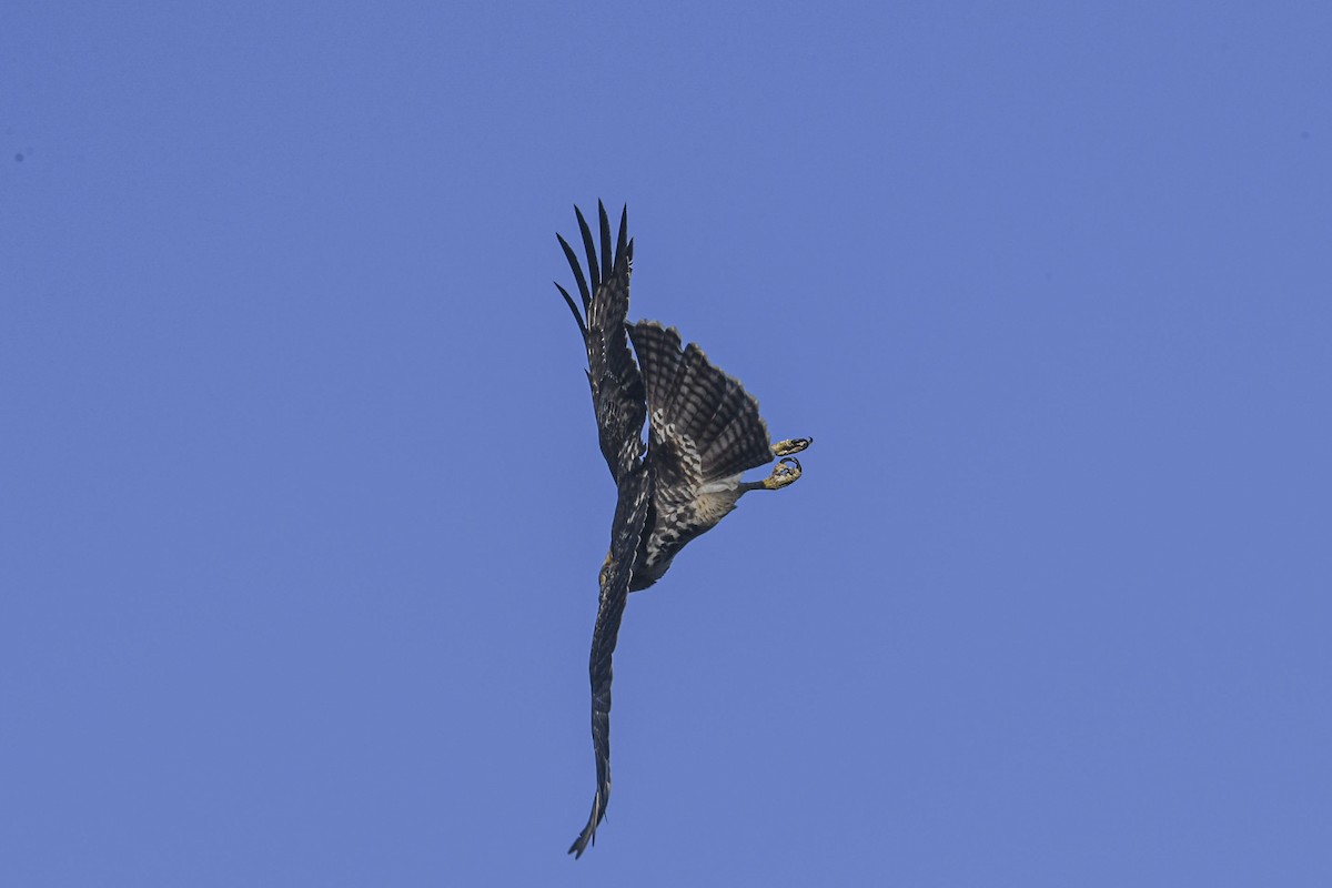 káně rudochvostá - ML644311745