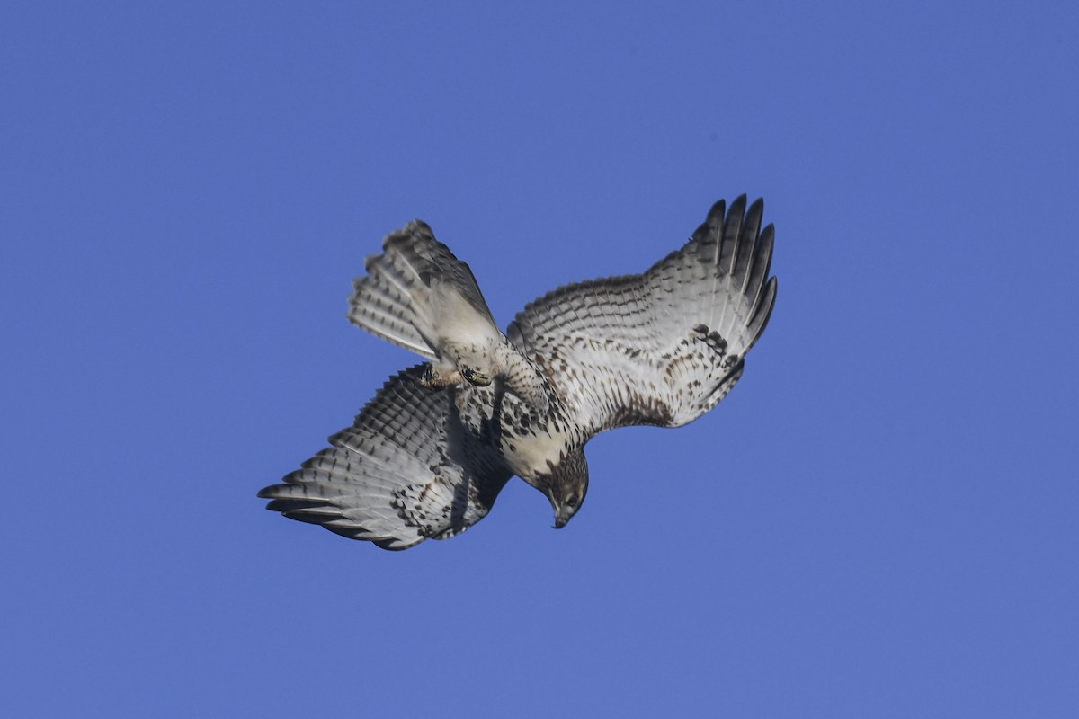 káně rudochvostá - ML644311746