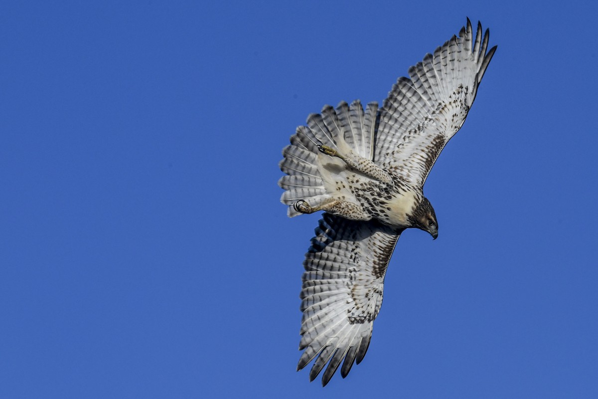 káně rudochvostá - ML644311747