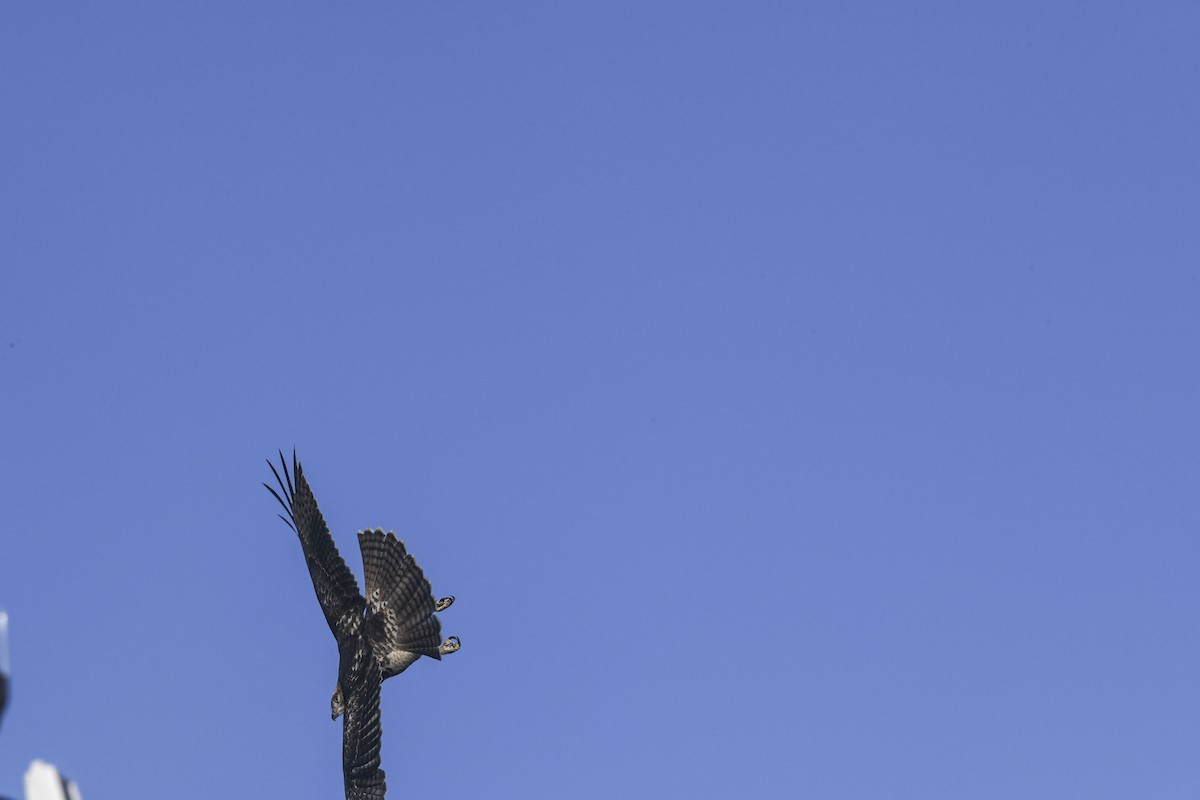 káně rudochvostá - ML644311748