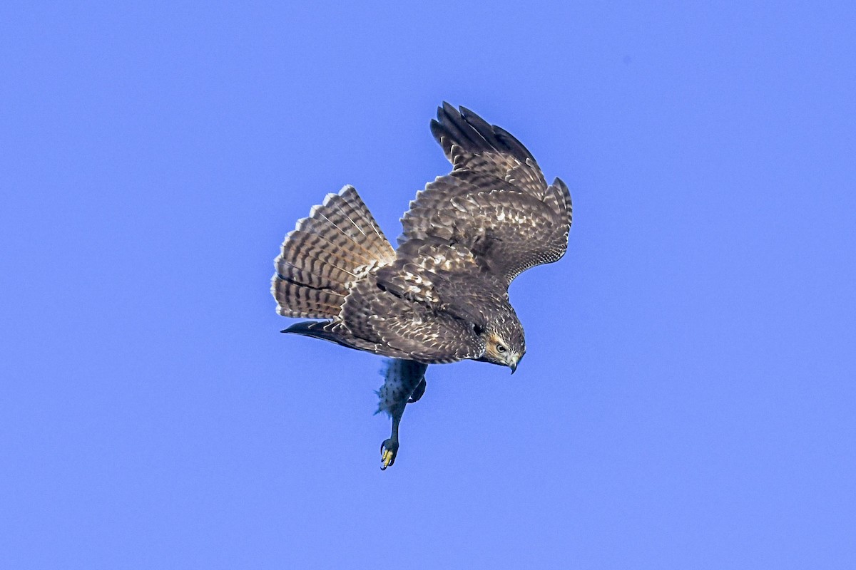 káně rudochvostá - ML644311751