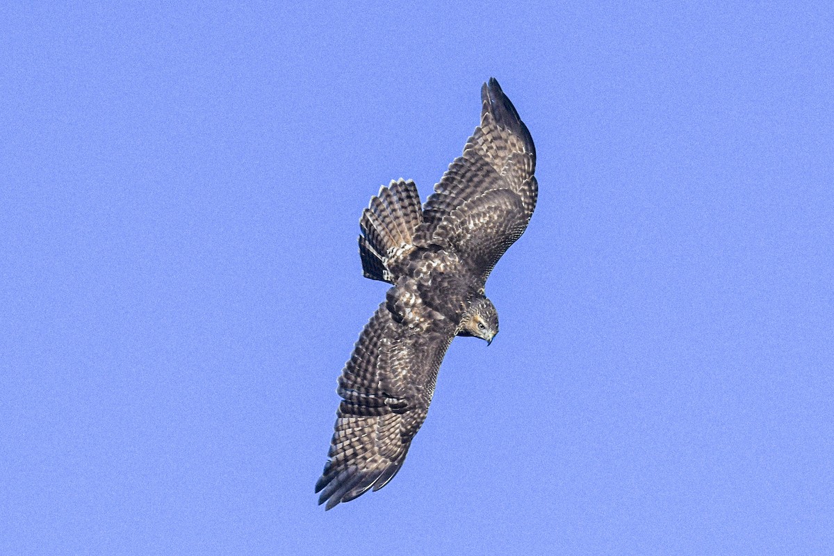 káně rudochvostá - ML644311752