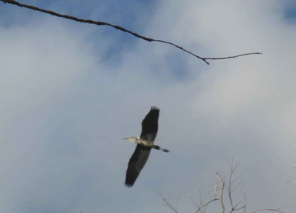 Gray Heron - ML644311770