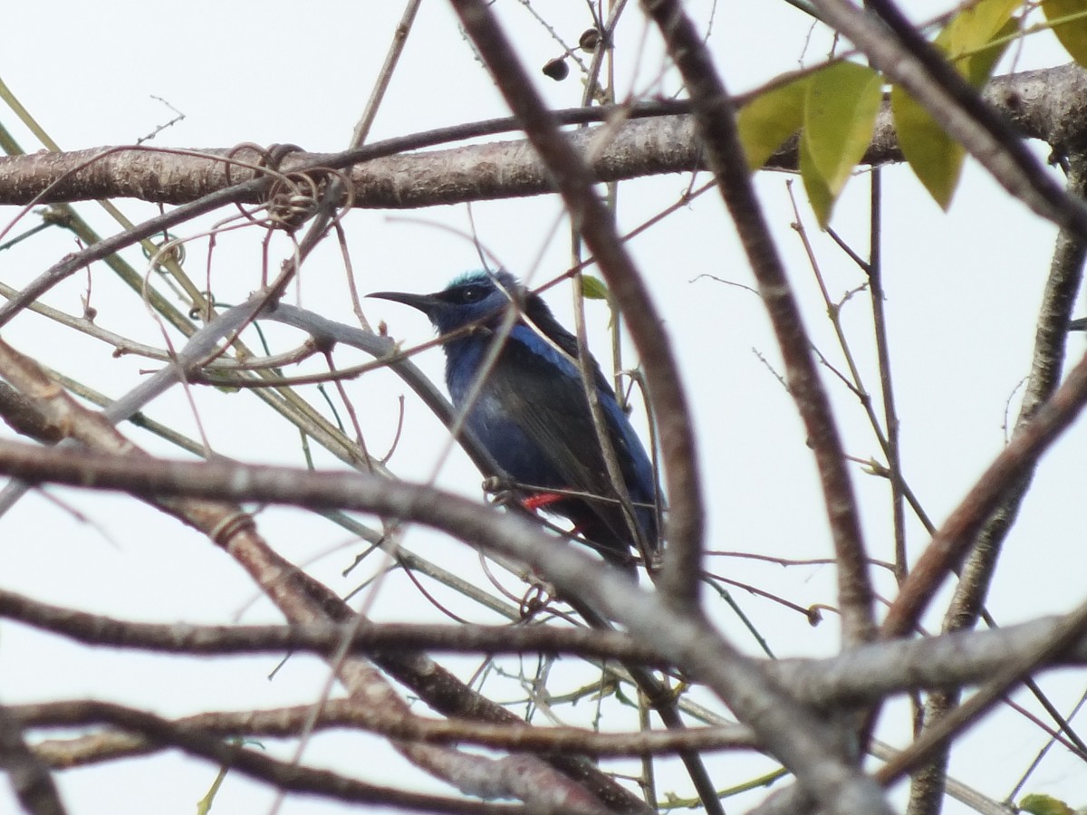 Red-legged Honeycreeper - ML644311784