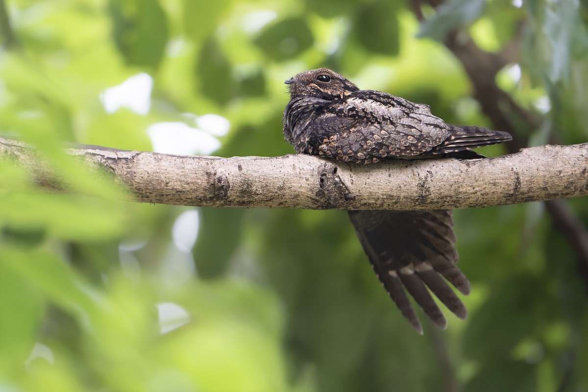 Лагс эргүүбор - ML644311785