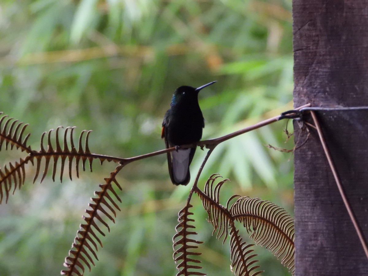 Black-bellied Hummingbird - ML644311789