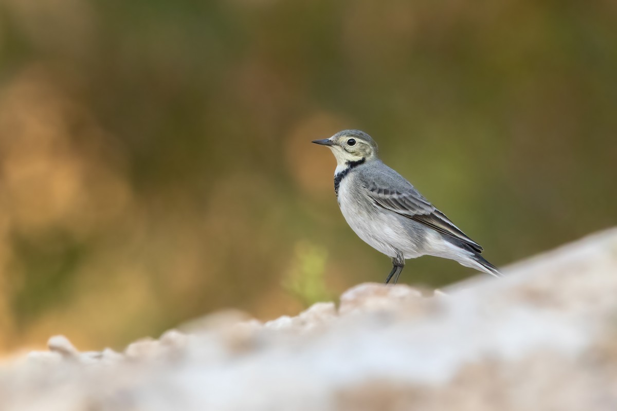 白鶺鴒 - ML644311799