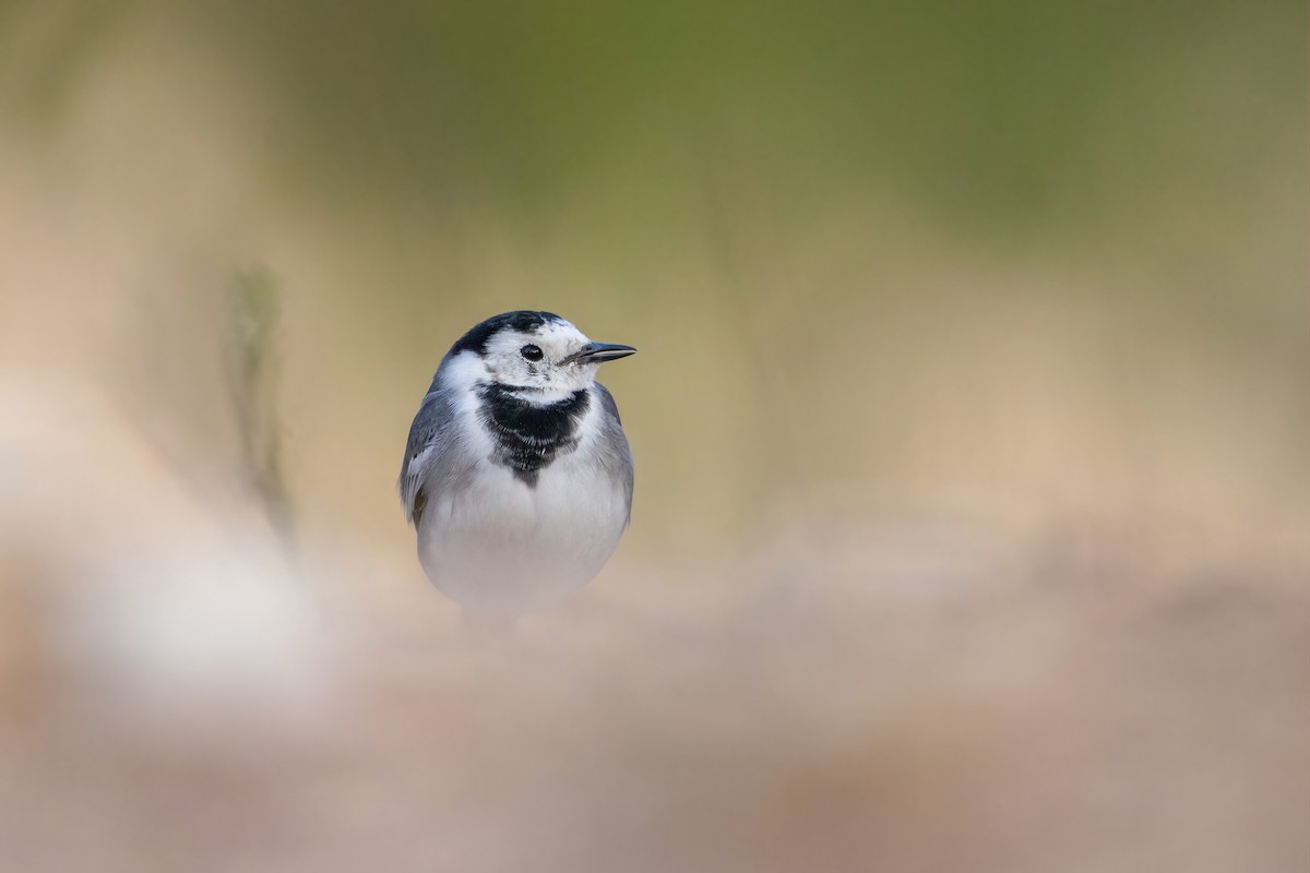 白鶺鴒 - ML644311800